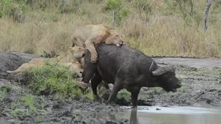 Battle for life lion vs buffalo .