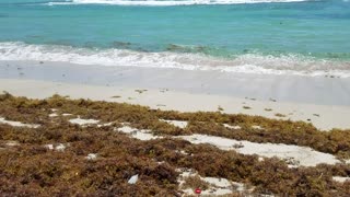 My first sighting of Sargassum Seaweed.