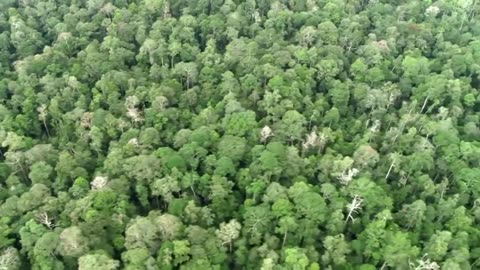 The Mystery Hidden Behind Sumatra's Bukit Barisan Forest.!!