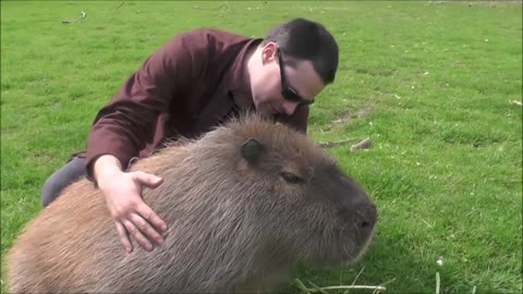 Friendliest Capybaras Ever! Adorable Compilation of Cute and Cuddly Rodents