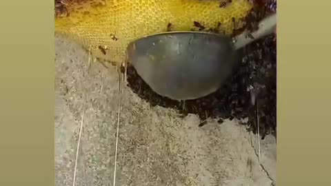 Amazing Organic honey collector honey