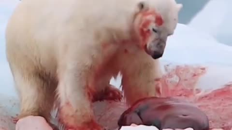 A helpless, bloody harp seal gets smacked around by a polar bear.