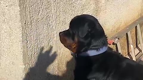 👋🐕‍🦺 Rottweiler Reacts To Shadow Hands