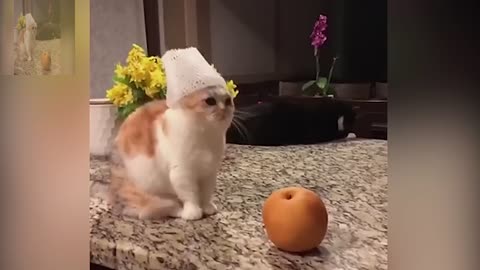 Cute cat