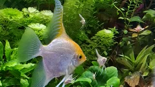 angelfish with their babies