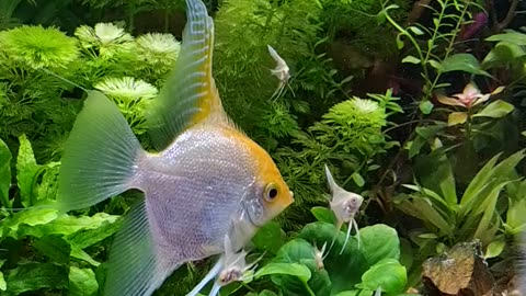 angelfish with their babies