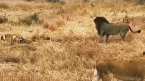 Lion vs Hyena Real Fight 2022 Animals Fight Lion Attack