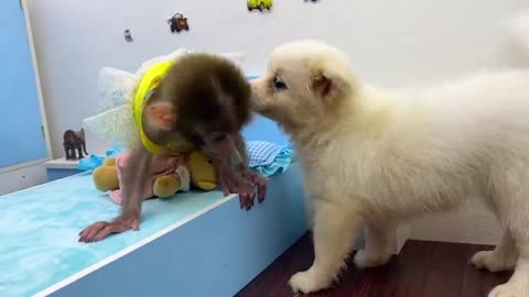 Baby monkey Bon Bon bath in the bathtub and playing with the puppy So cute