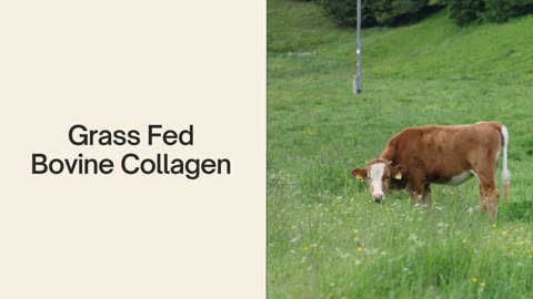 Cow Collagen: The Forgotten Anti-Aging Secret