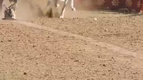 Super Dog Race #greyhoundracing