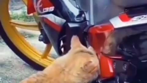 cute cat repairing motorbike