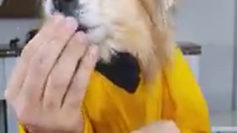 Funny animal videos 02 |Cute animal videos |Funny dog&cat videos|Hilarious pet videos|funny video