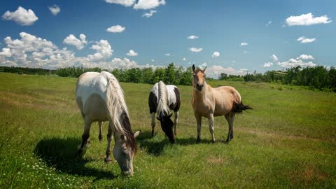 8 MINUTES of BEAUTIFUL PAINT HORSES | BEST Relax Music, Meditation, Stress Relief, Calm | TVM