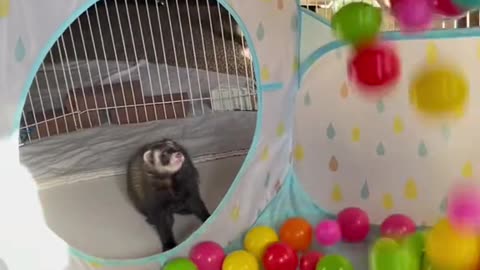 Playful ferret jumping at the daycare