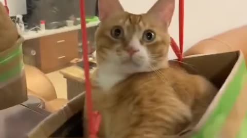 Cute,funny and naughty cat video.