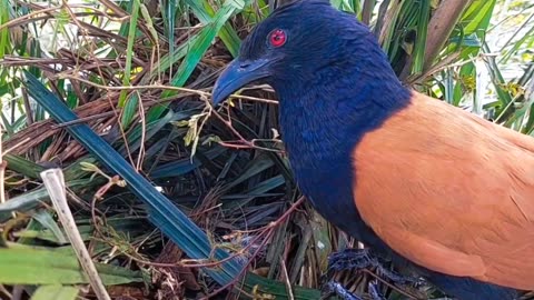 Brown-winged cuckoo mother brings back tasty lizard