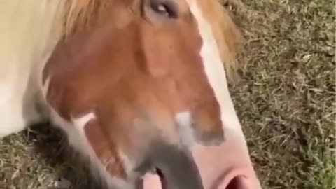Made your day with these funny and cute Horses _ Funny horse video