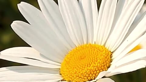 Daisy Meditation 432hz