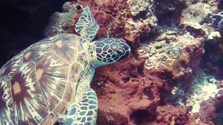 Beautiful scene of a turtle swimming in deep sea