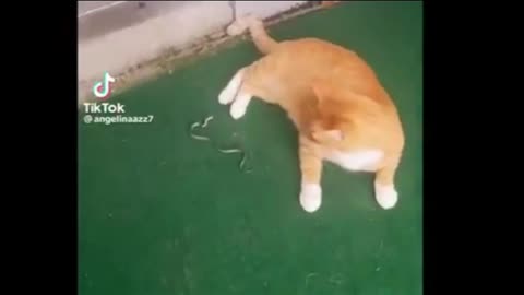 Funny animal videos Cute animal videos