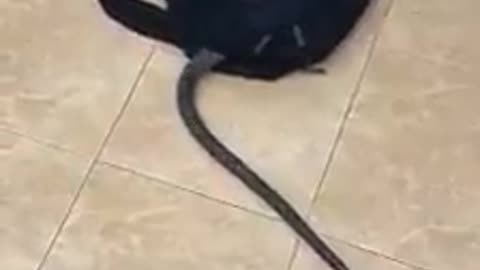 Title: "Snake Enters School Bag - Unexpected Encounter with Frank!"