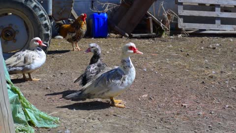 Duck Ducks Animals Bird Pen Tail Farm The Hen