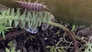 Isopod Gets Stuck