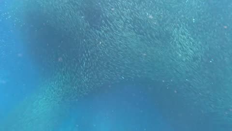 Sardine Run