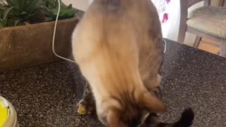 Cat Needs Affection While Feasting