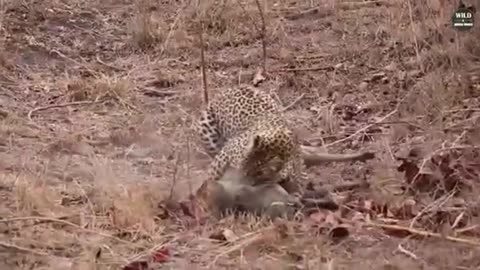 15 Epic Moments Of Hyena VS Leopard You Shouldn't Click On