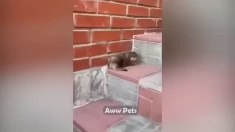 Funny pets