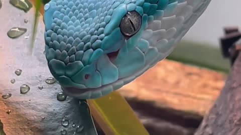 A stunning blue insularis pit viper drink water off a leaf 🌿