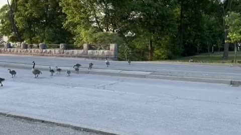 Geese cross the road