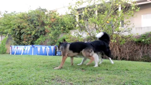 2 Dogs Playing, Outdoors