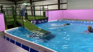 Dog Jumps in After Handler Falls into Pool