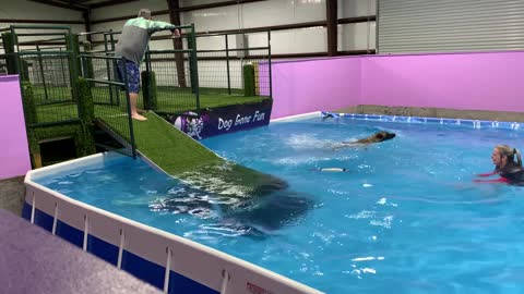 Dog Jumps in After Handler Falls into Pool