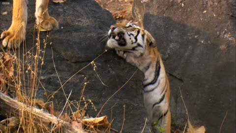 Tiger Cub's Bueatiful Tiger 🐅 the forest .. World Animal Lovers