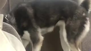 Husky Throws Tantrum