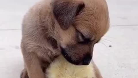 Cute puppy video!