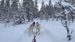 Dog Sledding at Trysil, Norway