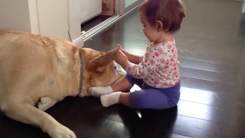 Baby girl plays with yellow Lab! Funny Baby Video 10