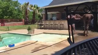 Camel Gets Out of Pool
