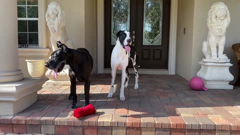 Funny Great Danes Run Toy Tag Toss Zoomies