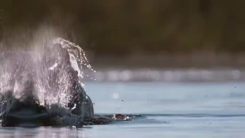 Hippo vs Lion Clan | Natural World | BBC Earth