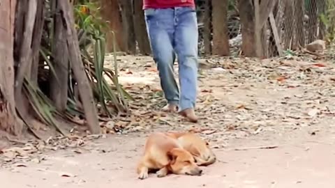 Troll Prank Dog Funny & fake Lion and Fake Tiger Prank To dog