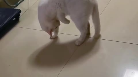 Cat acting weird