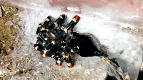 Tarantula molting time lapse. Flame knee Tarantula