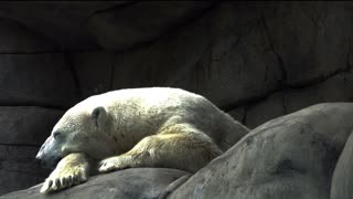 Relaxed polar bear