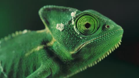 Color-Changing Wonders: The Amazing World of Chameleons
