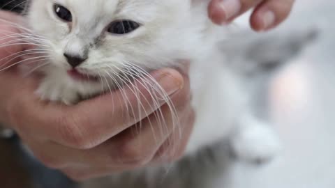A kitten had diarrhoea for over 7 days